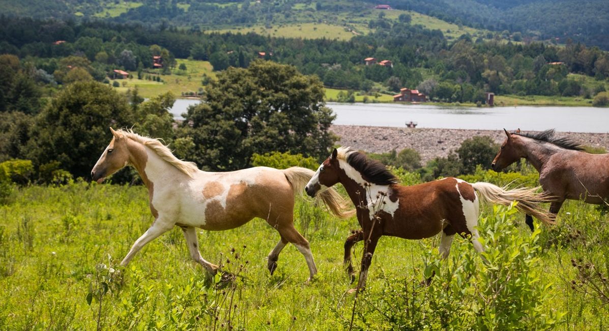 terreno-caballos-reserva del nogal